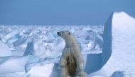 :(FILES) This file handout photo made available on July 17, 2020 by Polar Bears International shows a polar bear with its cubs in the Sea Ice, northeast of Prudhoe Bay in Alaska in 1985. AFP PHOTO / Polar Bears International / Steven C. AMSTRUP