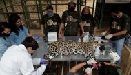 An adult female jaguar named Amanaci receives stem cell treatment on her paws after burn injuries during a fire in Pantanal, at NGO Nex Institute in Corumba de Goias, Goias State, Brazil, September 19, 2020. REUTERS/Ueslei Marcelino