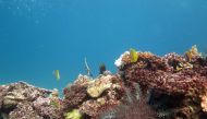 This undated handout picture received from the Institute for Marine and Antartic Studies on November 2, 2020, shows a crown of Thorns Starfish at Swains Reef, part of the Great Barrier Reef off the east coast of Australia in the South Pacific Ocean. AFP P