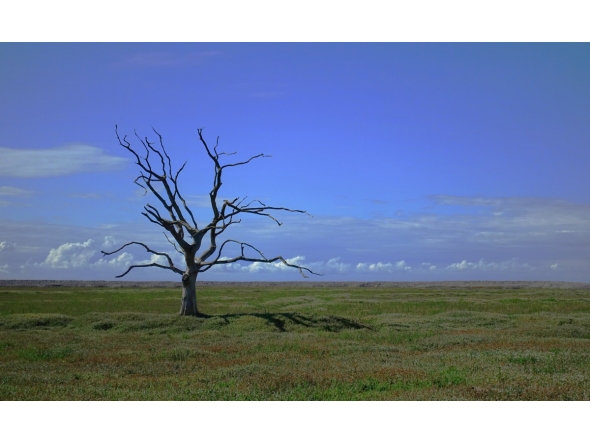 Representational file photo