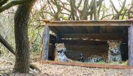 Tania (L), a female jaguar brought up in a zoo, and a male jaguar christened Qaramta, sit together in a breeding enclosure at the Impenetrable National Park, in the Chaco Province, Argentina October 17, 2020. Rewilding Argentina/Handout via Reuters 