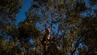Nikos Argirakis gathers olives in his olive grove in village Aghios Andreas, about 300 kilometers from Athens, on December 16, 2020. AFP / Angelos Tzortzinis 