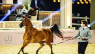One of the horses in action during the Katara Purebred Arabian Horses - Qualifiers Auction, part of the Katara International Arabian Horse Festival at Katara’s esplanade yesterday.