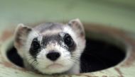 File photo: Bert, a male black-footed ferret peers out from a burrow in a cage at the US Fish and Wildlife Service National Black-footed Ferret Conservation Center in Wellington, Colorado April 11, 2007. Reuters/Rick Wilking/File Photo