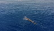 A sperm whale is seen swimming on the Indian Ocean surface during the Greenpeace's Arctic Sunrise expedition at the Saya de Malha Bank within the Mascarene plateau, Mauritius March 14, 2021. Picture taken with a drone March 14, 2021. REUTERS/Christophe Va