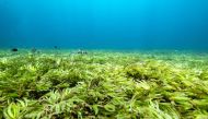 Seagrass are seen in the Indian Ocean above the world's largest seagrass meadow and one of the biggest carbon sinks in the high seas, at the Saya de Malha Bank within the Mascarene plateau, Mauritius March 20, 2021. Picture taken March 20, 2021. Tommy Tre