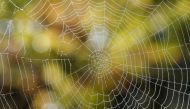 Drops of water are seen on a spider's web during harvest at Chateau du Pavillon in Sainte-Croix-Du-Mont vineyard, France, October 22, 2018. REUTERS/Regis Duvignau/File Photo