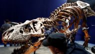 Visitors look at a 67 million year-old skeleton of a Tyrannosaurus rex dinosaur named Trix during the first day of the exhibition 