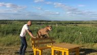 Aleksandr Dmitriev plays with his family pet Messi, a two-year-eight-month-old cougar, in the town of Penza, Russia June 21, 2018. Reuters/Sudipto Ganguly/File Photo