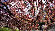A woman jogs a path past blooming cherry trees on Earth Day in Manhattan's Riverside Park in New York City, New York, U.S., April 22, 2021. REUTERS/Mike Segar