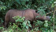 Ratu, a 8 year-old female Sumatran rhinoceros (Dicerorhinus sumatrensis) is seen at the Sumatran Rhino Sanctuary (SRS) in the Way Kambas National Park, Lampung province May 20, 2010. REUTERS/Supri/File Photo
