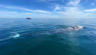 Wally, the 15 month old gray whale, swims in the Mediterranean Sea past the coast of Argeles-Sur-Mer, France, May 6, 2021. Picture taken May 6, 2021. REUTERS/Alexandre Minguez
