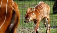 A newborn mountain bongo, the largest of African forest antelopes, is seen in the Warsaw Zoo, Poland May 6, 2021. Picture taken May 6, 2021. REUTERS/Kacper Pempel