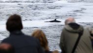 People look at the three-metre minke whale calf that had been found injured and beached on concrete, at Teddington Lock, in the River Thames, in London, Britain May 10, 2021 REUTERS/Hannah Mckay