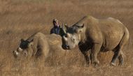 A ranger walks behind a pair of black rhinoceros at the Imire Rhino and Wildlife Conservation Park near Marondera, east of the capital Harare, September 22, 2014. The population of the species has dwindled due to poaching activities. REUTERS/Philimon Bula