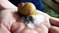 French snail grower and soap maker Damien Desrocher displays a snail as he extracts slime that he used to make soap bars in his snail enclosure in Wahagnies, near Lille, France, May 11, 2021. Picture taken May 11, 2021. REUTERS/Ardee Napolitano