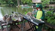 Lemurs are seen as Seenlada Supat, 11, plays keyboard for animals amid the coronavirus disease (COVID-19) outbreak, at a zoo in Chonburi, Thailand May 26, 2021. Reuters/Soe Zeya Tun