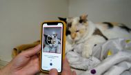 Dr. Liz Ruelle uses a new app called Tably that reads cat's faces and helps her monitor a cat's health at the Wild Rose Cat clinic in Calgary, Alberta, Canada, July 14, 2021. Photo taken July 14, 2021. Reuters/Todd Korol