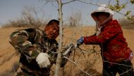 Wang Yinji, 53, and his wife, Jin Yuxiu, trim a tree planted on the edge of the Gobi desert on the outskirts of Wuwei, Gansu province, China, April 15, 2021. REUTERS/Carlos Garcia Rawlins/File Photo