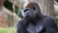 Representational picture of Western lowland gorillas at Zoo Atlanta