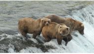 Brown bear cub 128 (front) stands by a riven fattening up before hibernation at Katmai National Park and Preserve in Alaska, U.S. September 5, 2021. Naomi Boak/US National Park Service/Handout via Reuters