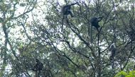 Silvery gibbons (Hylobates moloch), also known as the Javan gibbons, are pictured sitting on a tree in the Petungkriono forest in Pekalongan, Central Java, Indonesia, September 19, 2021. Picture taken September 19, 2021. REUTERS/Stringer