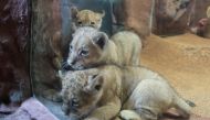 Five-weeks old African triplet lions Maleika, Jamila and Kumani play behind a window during their official presentation to the public at Gelsenkirchen's zoo 