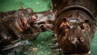Hippos that have recently tested positive for COVID-19 are seen at Antwerp Zoo, amid the coronavirus disease (COVID-19) pandemic, in this handout photo dated Summer 2021. Antwerp ZOO Society/Jonas Verhulst/Handout via REUTERS