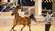 Katara International Arabian Horse Festival. (File photo)