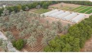 Heenat Salma Farm at the Al Sheehaniya municipality.