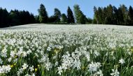 Narcissi, also known as daffodils or?jonquils, are pictured in full bloom in a meadow on a hot spring morning in Glion near Montreux, Switzerland, May 20, 2022. REUTERS/Denis Balibouse