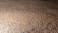 Ukrainian corn is pictured inside a silo at the Romanian Black Sea port of Constanta, Romania, April 28, 2022. Inquam Photos/Daniel Stoenciu via REUTERS

