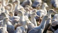 Ducks are seen in a field in Bourriot Bergonce, southwestern France, January 7, 2017. REUTERS/Regis Duvignau/File Photo

