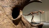 A recently discovered skeleton of a Gorgosaurus dinosaur, goes on display ahead of auction by Sotheby's in New York City, US, July 5, 2022. (Reuters/Christine Kiernan)