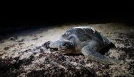 A green sea turtle returns to the sea after laying eggs on the beach in Guanahacabibes Peninsula, Cuba, June 28, 2022. REUTERS/Alexandre Meneghini