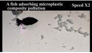 A fish-shaped robot, which researchers say can suck up microplastics in shallow water, moves under the direction of a near-infrared (NIR) light, in this screen grab taken from a handout video provided to Reuters July 12, 2022. Zhang Xinxing's research team from Polymer Research Institute, Sichuan University/Handout via REUTERS