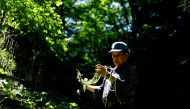 Wasabi farmer Masahiro Hoshina, 72, looks at wasabi seeds to check their growth pace in his farm in Okutama town, Tokyo, Japan, May 30, 2022.  REUTERS/Kim Kyung-Hoon