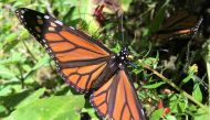 A monarch butterfly sits on a branch of a tree at El Rosario sanctuary, in El Rosario, in Michoacan state, Mexico December 4, 2021. Picture taken December 4, 2021. REUTERS/Josue Gonzalez/File Photo