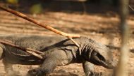 A Komodo dragon walks at the Komodo National Park in Komodo island, Indonesia's East Nusa Tenggara province October 4, 2011. REUTERS/Beawiharta/File Photo