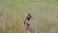 A farmer walks through a paddy field at Tannaurah village in the northern Indian state of Punjab August 1, 2014. REUTERS/Ajay Verma