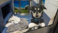 Daisy looks on from her kennel at Battersea Dogs and Cats Home, in London, Britain August 10, 2022. Reuters/Maja Smiejkowska