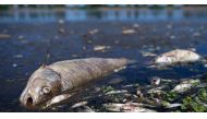 Tonnes of dead fish have been hauled out of the River Oder, which flows along part of Poland's border with Germany. (Reuters / File Photo)

