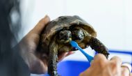 Janus, a two-headed Greek turtle named after the Roman god with two heads is being washed with a toothbrush one day ahead of her 25th birthday at the Natural History Museum in Geneva, September 2, 2022. REUTERS/Pierre Albouy