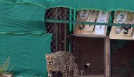 File photo. Cheetah released following its translocation from Namibia, in Kuno National Park, Madhya Pradesh, India, September 17, 2022. India's Press Information Bureau/Handout via Reuters.