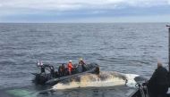 A crew from Fisheries and Oceans Canada and partner agencies collect the tissue of a dead North Atlantic Right Whale in the Gulf of St. Lawrence in an undated photo. (Fisheries and Oceans Canada via REUTERS)