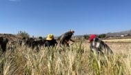 Female farmers harvest a wheat crop at their farm near Sanaa, Yemen, October 20, 2022. (REUTERS/Khaled Abdullah)