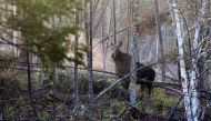 A moose stands in the forest in Shirley, Maine, U.S., October 16, 2022. REUTERS/Lauren Owens Lambert