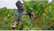 Gorongosa Park warden Pedro Muagura picks drought-resistant coffee beans from trees at Mozambique's Mount Gorongosa, in Sofala Province of central Mozambique, October 21, 2022. REUTERS/ Emidio Jozine