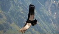 An Andean condor flying high in the sky. 