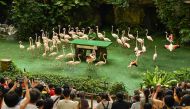 Flamingos perform in a show at Jurong Bird Park, during its final day of operations before the aviary closes and the birds are moved to a new park called Bird Paradise, in Singapore on January 3, 2023. (Photo by Roslan Rahman / AFP)